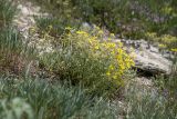 Helianthemum canum