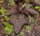 Ipomoea batatas