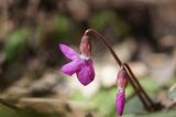 Cyclamen coum