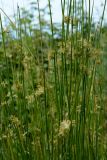 Juncus effusus