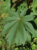 Ricinus communis