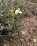 Dianthus marschallii. Верхушка зацветающего растения. Крым, Феодосия, хр. Тепе-Оба, глинистый склон. 28.05.2023.