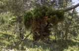 Pinus subspecies hamata
