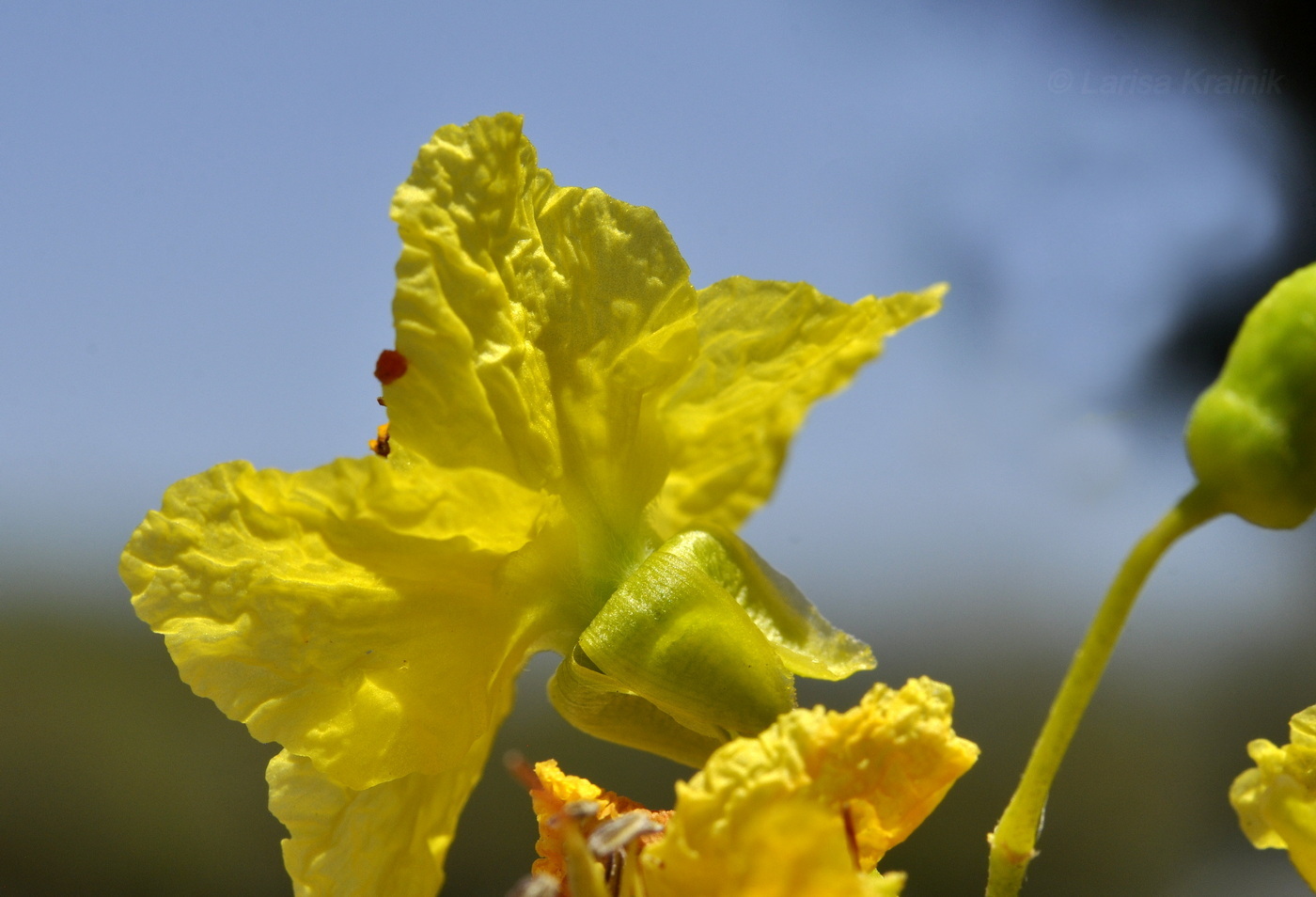 Изображение особи Parkinsonia aculeata.