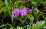 Dianthus superbus