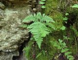 Gymnocarpium robertianum. Стерильная вайя (более мелкие вайи вокруг – Cystopteris fragilis). Нижегородская обл., Арзамасский р-н, окр. с. Пустынь, известняковый отвесный склон небольшого карстового ущелья, на моховом слое. 19.06.2020.