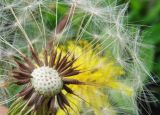 Taraxacum scanicum