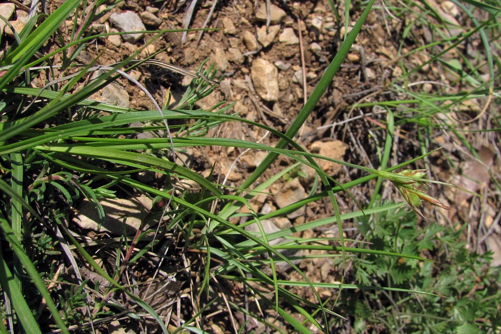 Изображение особи Carex halleriana.