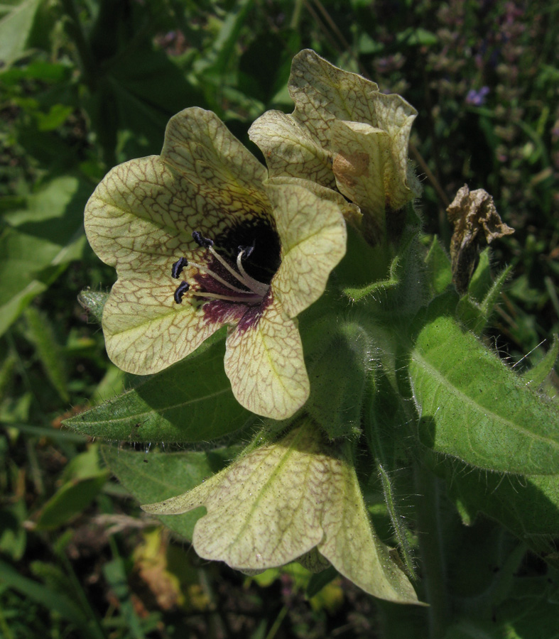 Изображение особи Hyoscyamus niger.