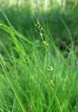 Carex disperma