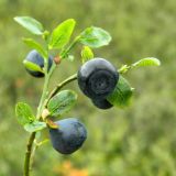 Vaccinium myrtillus. Верхушка веточки плодоносящего растения. Полярный Урал, бассейн р. Собь, руч. Валунный. 09.08.2012.