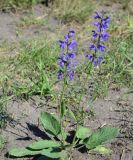 Salvia stepposa