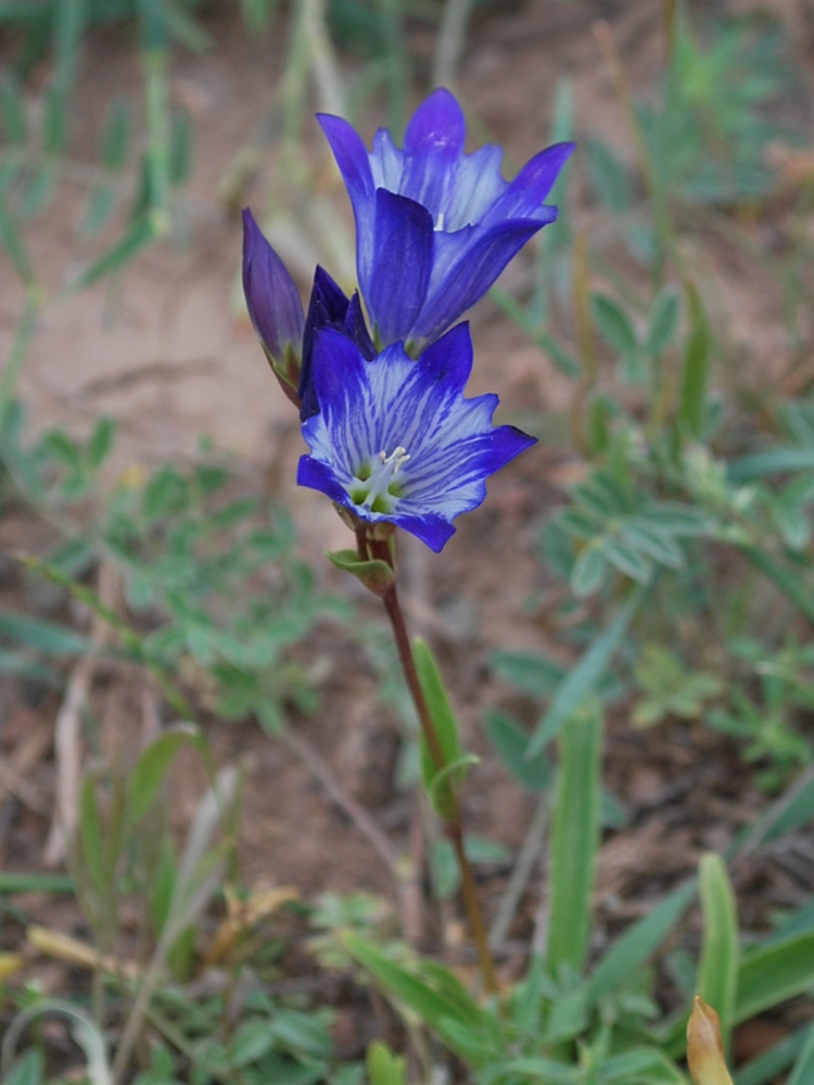 Изображение особи Gentiana olivieri.