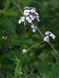 Hesperis matronalis. Верхушка цветущего и плодоносящего растения. Ленинградская обл., Гатчинский р-н, окр. пос. Пудость, олуговелый отвал грунта у обочины просёлочной дороги. 08.06.2013.