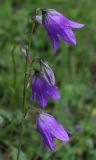 Campanula collina. Соцветие. Карачаево-Черкесия, долина р. Маруха. 07.07.2013.