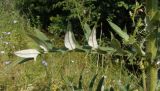 Cirsium ukranicum