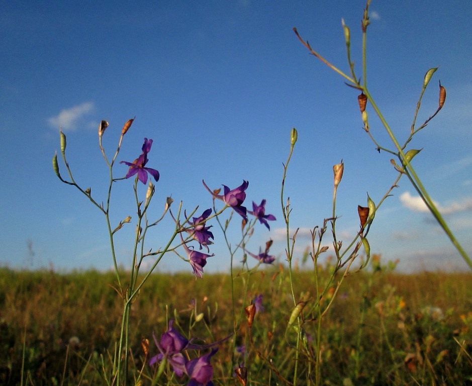 Изображение особи Delphinium consolida.