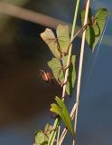 Calystegia sepium. Побег с завязью, обвивающий стебли злака. Восточно-Казахстанская обл., Глубоковский р-н, окр. с. Кожохово, берег р. Иртыш. 21.08.2013.