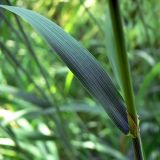 род Calamagrostis