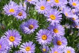 Aster alpinus