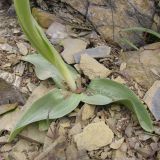 Orchis simia. Основание растения. Краснодарский край, м/о Анапа, окр. пос. Бол. Утриш, фисташково-можжевеловое редколесье, скальное обнажение. 05.04.2014.