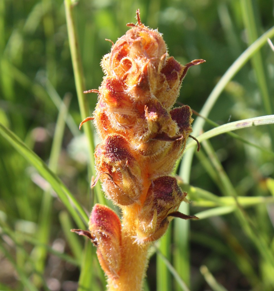 Изображение особи Orobanche gracilis.