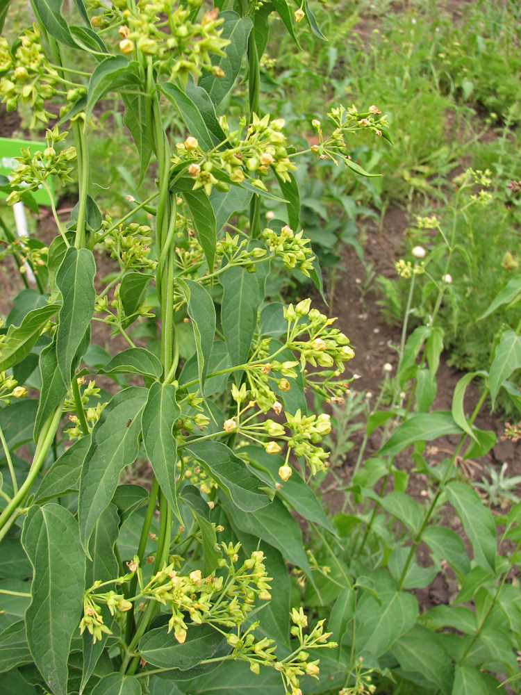 Изображение особи Vincetoxicum flavum.