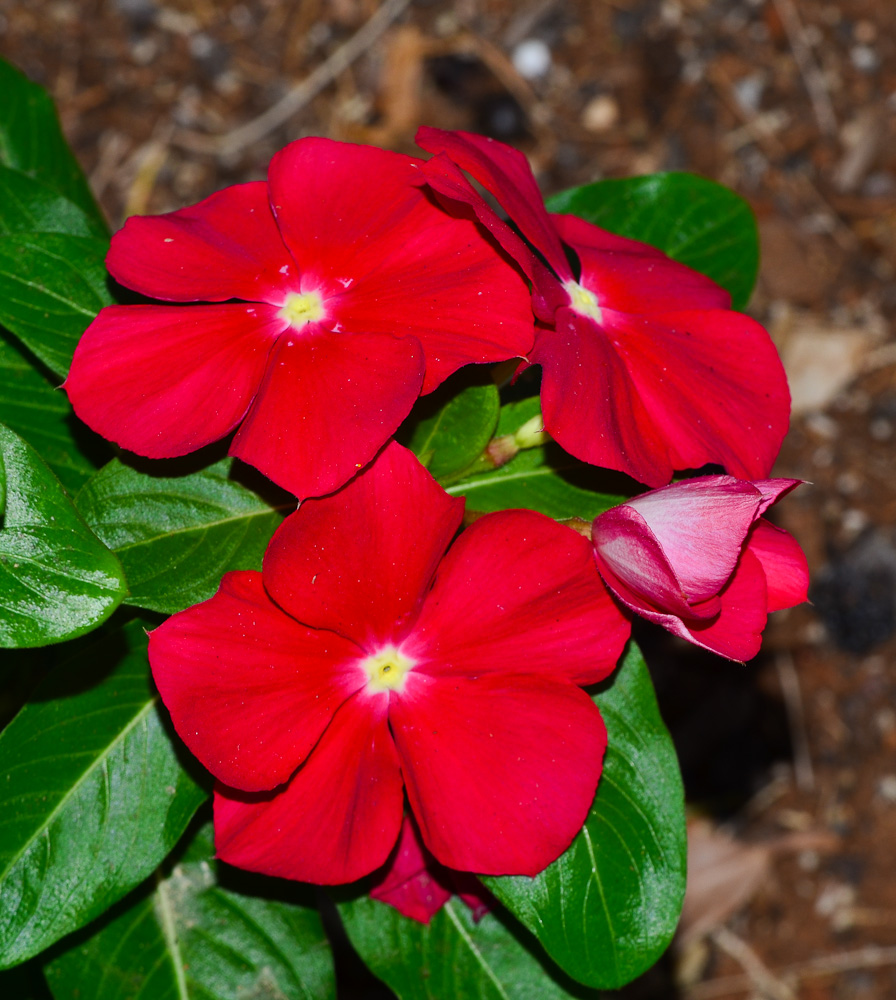 Изображение особи Catharanthus roseus.