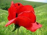 Papaver bracteatum