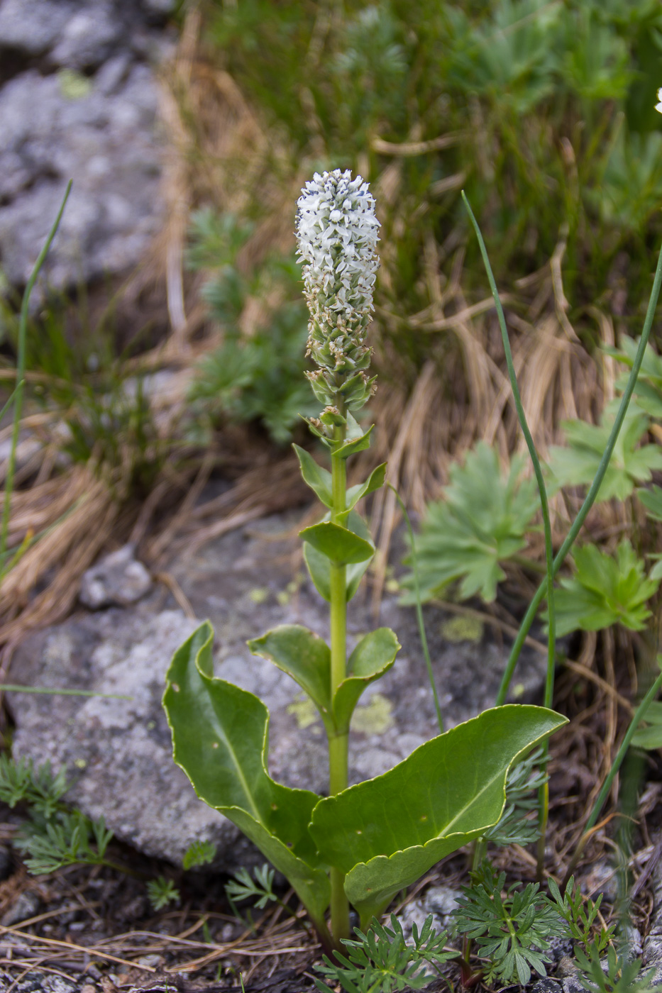 Изображение особи Lagotis uralensis.