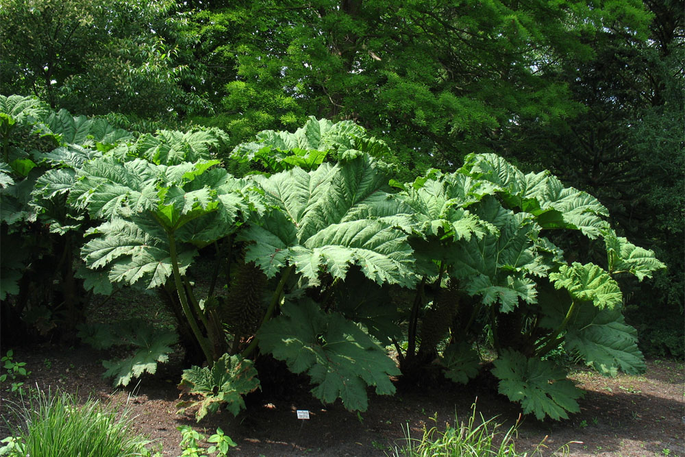 Изображение особи Gunnera manicata.