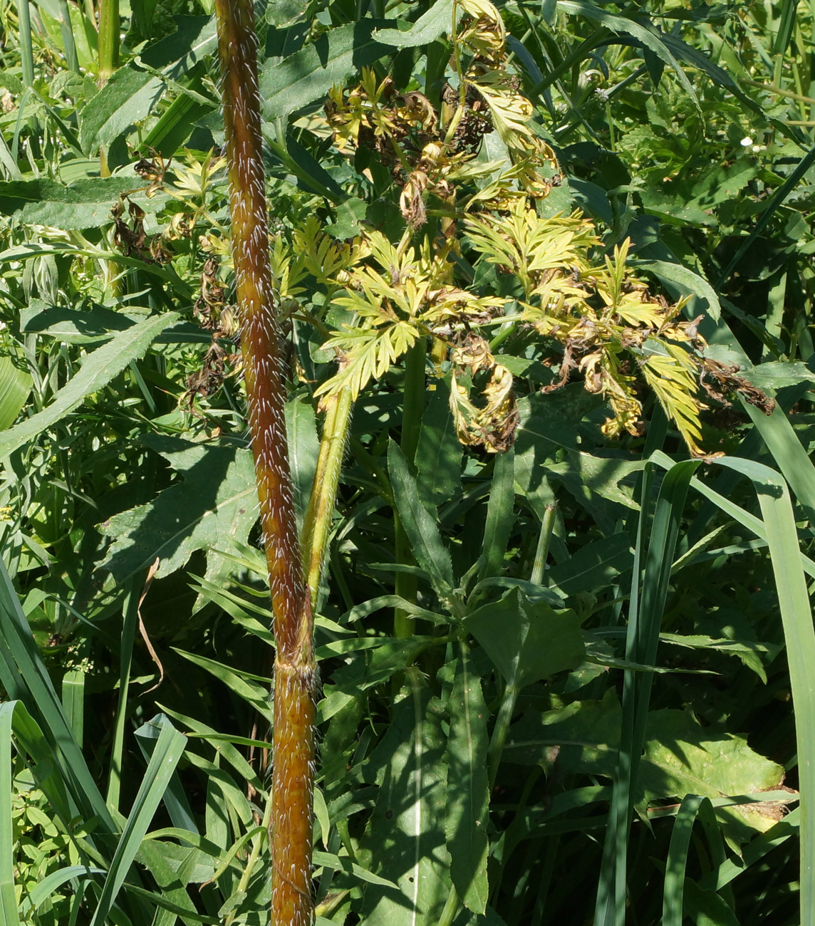 Изображение особи Chaerophyllum prescottii.