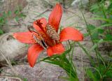 Lilium pensylvanicum. Верхушка побега с цветком и бабочками-боярышницами Aporia crataegi. Якутия (Саха), Нерюнгринский р-н, берег р. Тимптон в р-не руч. Ирисовый Восточный. 11.07.2012.