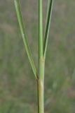 Stipa pulcherrima