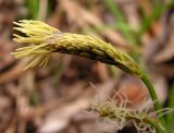 Carex campylorhina. Мужское соцветие. Приморский край, Спасский р-н, окр. с. Хвалынка, широколиственный долинный лес. 06.05.2013.