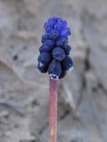 Muscari leucostomum