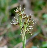 Luzula pilosa. Расцветающее соцветие. Иркутская обл., Шелеховский р-н, окр. с. Шаманка, сосново-берёзовый лес. 10.05.2016.