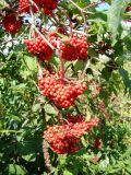 Sambucus racemosa