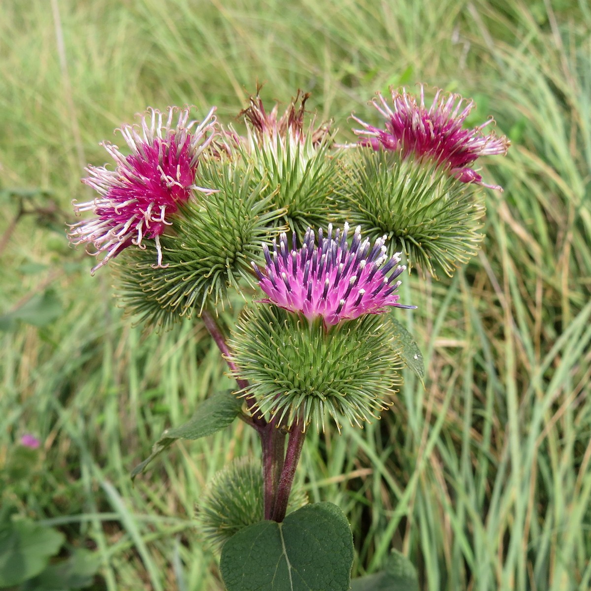 Изображение особи Arctium lappa.