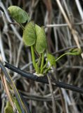 Aristolochia manshuriensis