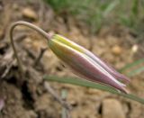 Tulipa biflora. Бутон. Украина, Донецкая обл., Константиновский р-н, РЛП \"Клебан-Бык\", песчаная степь. 11.04.2010.