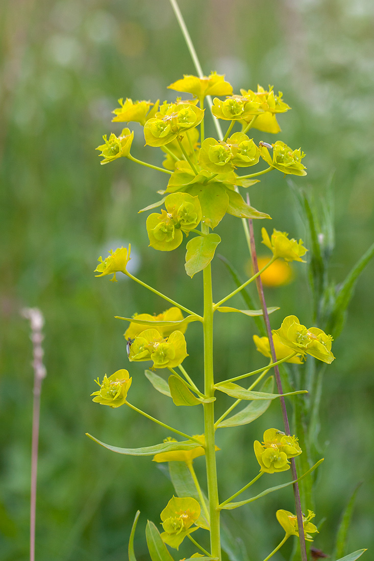 Изображение особи Euphorbia virgata.