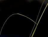 Nassella tenuissima
