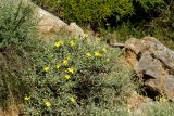 Verbascum spinosum