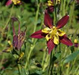 Aquilegia coerulea