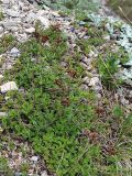 Sedum spurium. Куртина плодоносящих растений на щебнистой осыпи. Северная Осетия, Куртатинское ущелье. 06.05.2010.