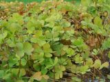 Marsilea quadrifolia