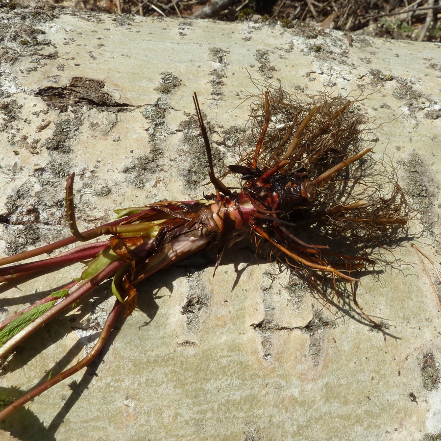 Image of Filipendula ulmaria specimen.