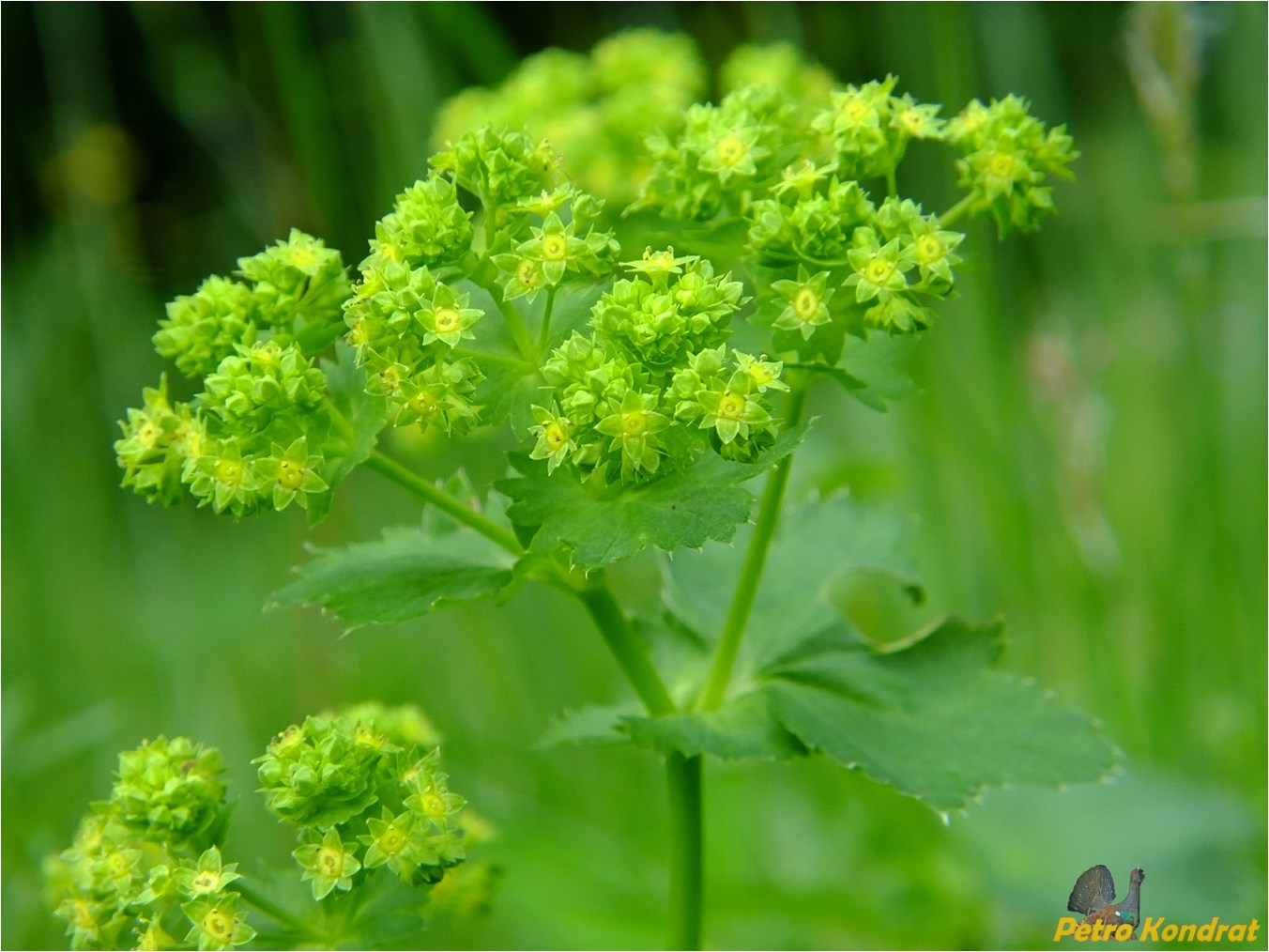 Изображение особи род Alchemilla.