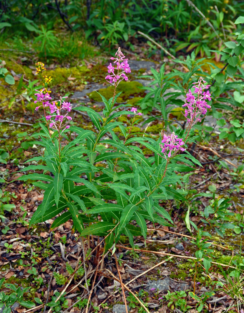 Изображение особи Chamaenerion angustifolium.